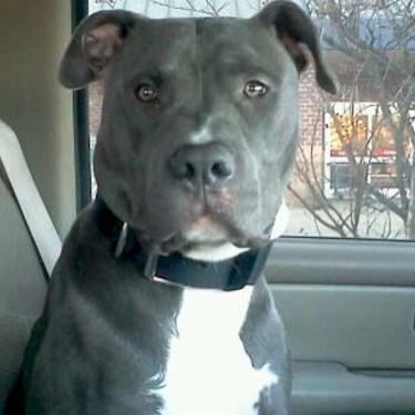 Parkers Maxx Donte Pit Bull.jpg